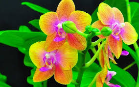 Tận Hưởng Vẻ Đẹp Hoa Lan - Bộ Sưu Tập ...