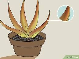 枯れそうなアロエベラを復活させる 3つの方法 Wikihow