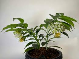 Image result for hoya multiflora