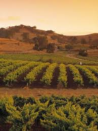 Vineyard Barossa Valley South Australia Australia Photographic Print Doug Pearson Art Com Australia South Australia Landscape