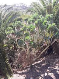Image result for Kleinia sp.no.1