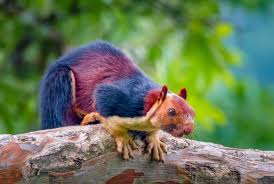 Check spelling or type a new query. Yes Giant Technicolor Squirrels Actually Roam The Forests Of Southern India Smart News Smithsonian Magazine