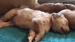 If you are looking to adopt or buy a golden retriever take a look here! Field Of Dreams Vermont Home Facebook