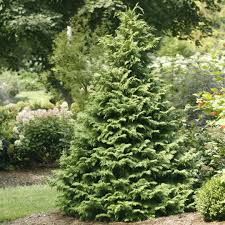 Conical Soft Serve Chamaecyparis In Landscape With Images Backyard Plants Soft Serve Plants