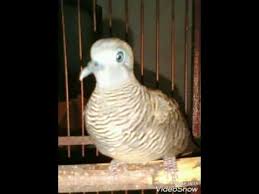 Arti daringan kebak adalah penyimpanan beras yang selalu penuh. Jual Burung Perkutut Kemben Daringan Kebak Harga Murah 081217923268 Kediri Jawa Timur Youtube