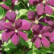 Maybe you would like to learn more about one of these? Clematis Viticella Group Etoile Violette Care Plant Varieties Pruning Advice