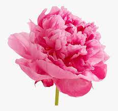 Check spelling or type a new query. Download Peonies Png Image Peonies Png Transparent Png Kindpng