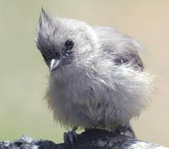Birds Of Texas Hill Country Pictures Fuzzy Tufted Titmouse Bird Pictures Pet Birds Bird