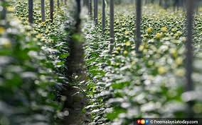 Xiang yun vegetarian house 2020 november 14. Industri Bunga Rm1 Juta Di Cameron Highlands Layu Akibat Pkp Free Malaysia Today Fmt