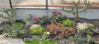 I water propagated my own plant, but you can easily. Planting And Care Tips For Hardy Plants Uhlig Kakteen More Than 5 000 Different Species