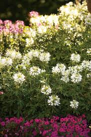 Image result for Cleome bororensis