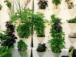 Pianta delicata ed efficace contro le zanzare. Le 6 Piante Che Allontanano Mosche E Zanzare Il Mondo Delle Donne