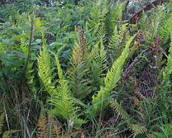 Image result for Woodsiaceae