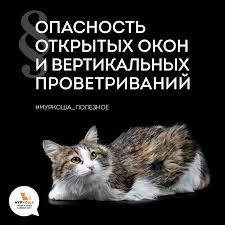 47 opasnost otkrytyh okon i vertikalnyh provetrivanij zhivotnye priyut koshki