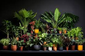 12 Easy Low-Light Plants For Every Corner Of Your Home, 50% OFF