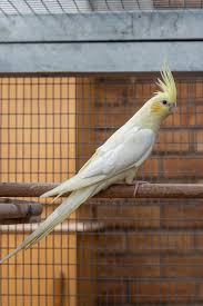 Cockatiel mutations description, pictures and colour standard pretty birds beautiful birds animals beautiful cute animals kinds of birds all birds love birds cockatiel parakeets lutino butterfly pearl pied cockatiels Sex Linked Lutino