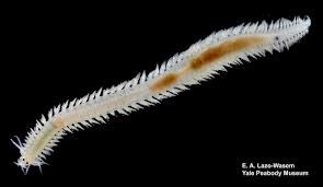 Image result for Eulalia polyneura