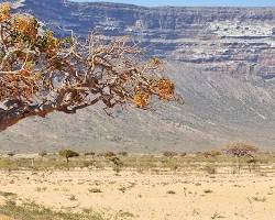 Myrrh tree