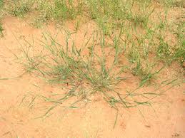 Image result for Eragrostis tenuifolia
