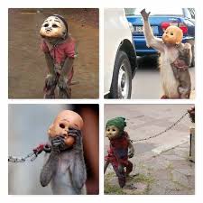 Should men have the right to rule on an issue that impacts women so intimately? We Don T Deserve This Planet The Despairing Life Of Masked Monkeys Indonesia And The Distressing Topeng Monyet Or Masked Monkeys The Baby Monkeys Are Stolen From Their Families And Sold To