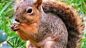 Are you looking for squirrel repellent plants? Natural Squirrel Repellent Ideas Keep Squirrels Out Of The Yard