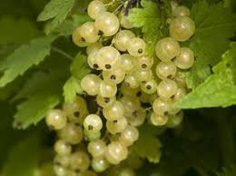 Weisse Johannisbeeren Weisse Johannisbeeren Johannisbeeren Rote Johannisbeeren