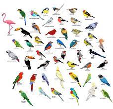 The black lives matter movement and critical race theory are powerful, seductive, and glamorous. 25 Different Types Of Birds Names List And Pictures