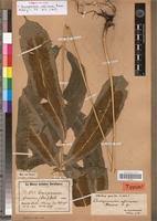 Image result for Coniogramme africana