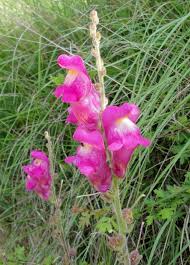 Image result for Antirrhinum majus
