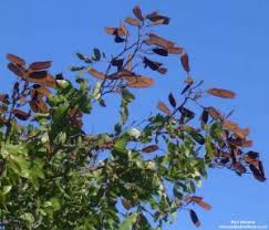 Image result for Julbernardia globiflora