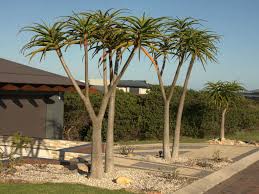 Image result for Aloidendron