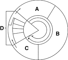 Cell Cycle Interphase Lessons Tes Teach Cell Cycle