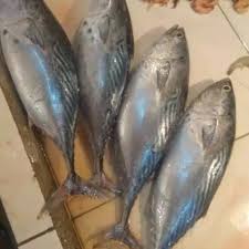 Terkenal akan negeri yang kaya rempah, tak heran rasa sajian ikan masak kering kayu aseli ternate, maluku ini terasa sangat. Ikan Kayu In English