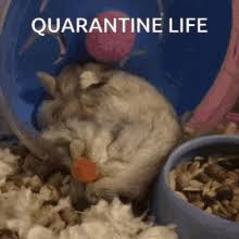 Check spelling or type a new query. Funny Hamster Gifs Tenor