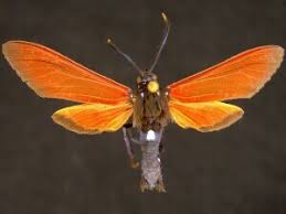 Image result for Empogona sp. A