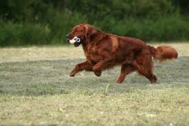 Short, just above its eyes and close to its cheek. Bounderhill Goldens Golden Retrievers Dark Red Golden Retrievers Field Golden Retr Golden Retriever Red Golden Retriever Jumping American Golden Retriever