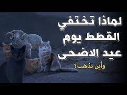 لماذا تختفي القطط تماما يوم عيد الاضحى واين تذهب إجابة ستدهشك youtube in 2021 poster movie posters fictional characters