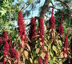 Amaranth Wikiwand