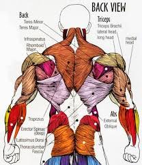 Anatomy at earth's lab is a free virtual human anatomy portal with detailed models of all human body systems. Fast Fitness Get The Progress You Deserve Body Muscle Anatomy Human Body Muscles Human Muscle Anatomy