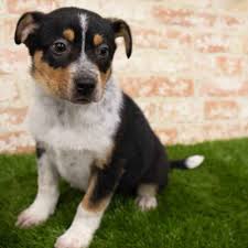 Cute and lovable blue heeler puppies looking for a forever home. Border Collie Heeler Puppy For Sale Pet Zone Queensbury