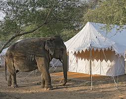 ¿quieres ver otras opciones que puedas reservar ahora? Dera Amer The Luxury Safari Company