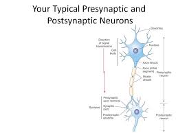 What Is The Function Of The Synaptic Terminal Part Of The Neuron Socratic Neurons Anatomy And Physiology Physiology