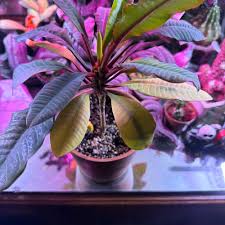 Image result for Euphorbia baylissii