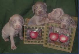 Check spelling or type a new query. Blue Weimaraner Puppies For Sale Call Us 417 326 9218