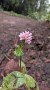 Image result for Buchnera capitata