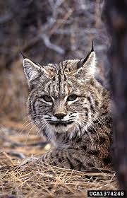 The bobcat lynx rufus is the most successful wild cat species in north america, and more easily recognized than many other small wild cats. Felines In The Northeast New York State Parks Blog
