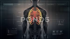 Each pair is numbered based on their attachment to the sternum, a bony process at the front of the rib cage which serves as an anchor point. Anatomy Of Human Male Rib Cage On Futuri Stock Video Pond5