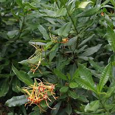 Image result for Strophanthus speciosus