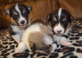 Our welsh corgi puppies are carefully selected and are bred by reputable breeders, who live up to our high standards. Corgi Puppy For Sale In Bowersville Georgia Classified Americanlisted Com