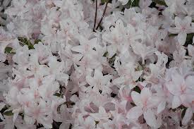 Encore's varieties give you even more to love with long lasting blooms spring to fall. Get White Lights Azalea In Mi At English Gardens Nurseries Serving Clinton Township Dearborn Heights Eastpointe Royal Oak West Bloomfield And The Plymouth Ann Arbor Michigan Areas